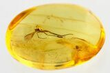 Fossil Fungus Gnat and Oribatid Mite (Plategeocranus) In Baltic Amber #339458-1